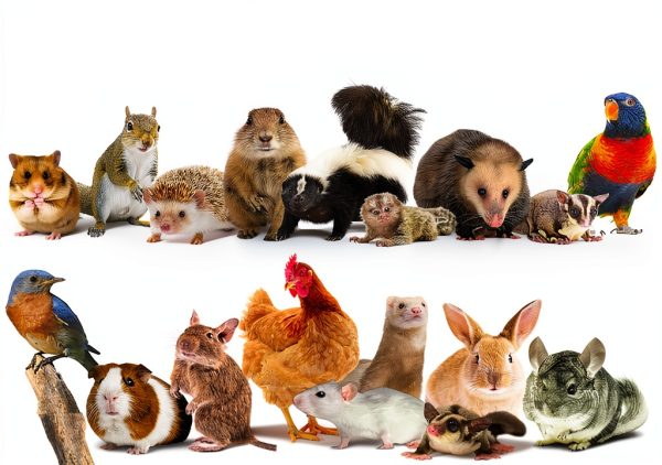 Exotic Nutrition Small Animal Treats Healthy Snack Pet-4